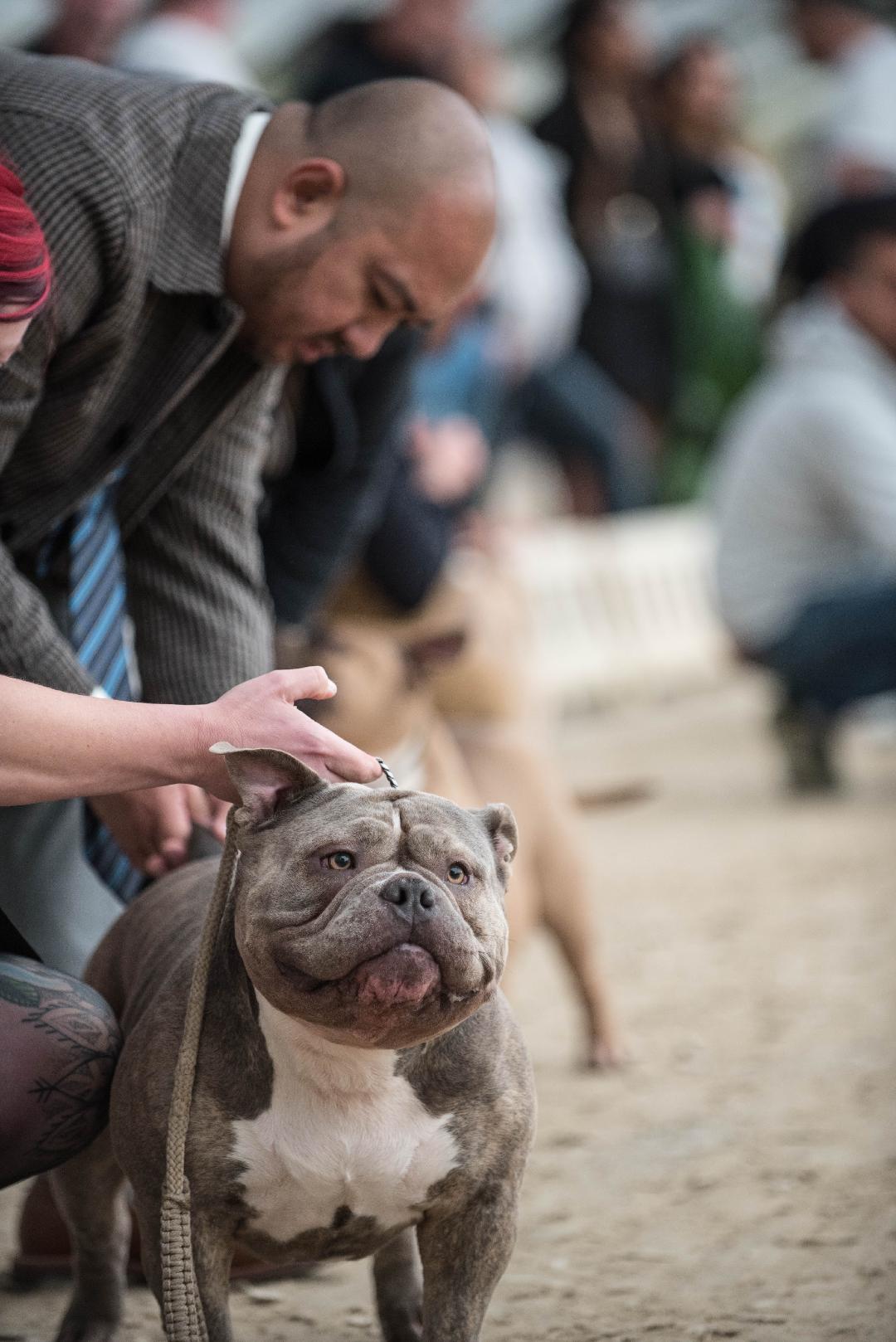 John Enerva evaluating a dog